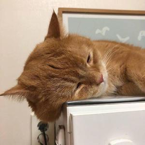 老男人爆插美女阴部狂舔
